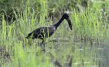 African Openbillborder=